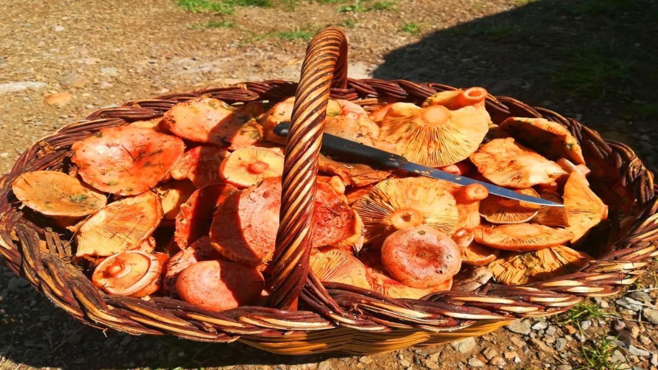 Can Guasch Camprodon Ngoại thất bức ảnh